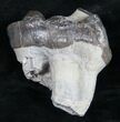 Fossil Brontotherium (Titanothere) Molar - South Dakota #8854-3